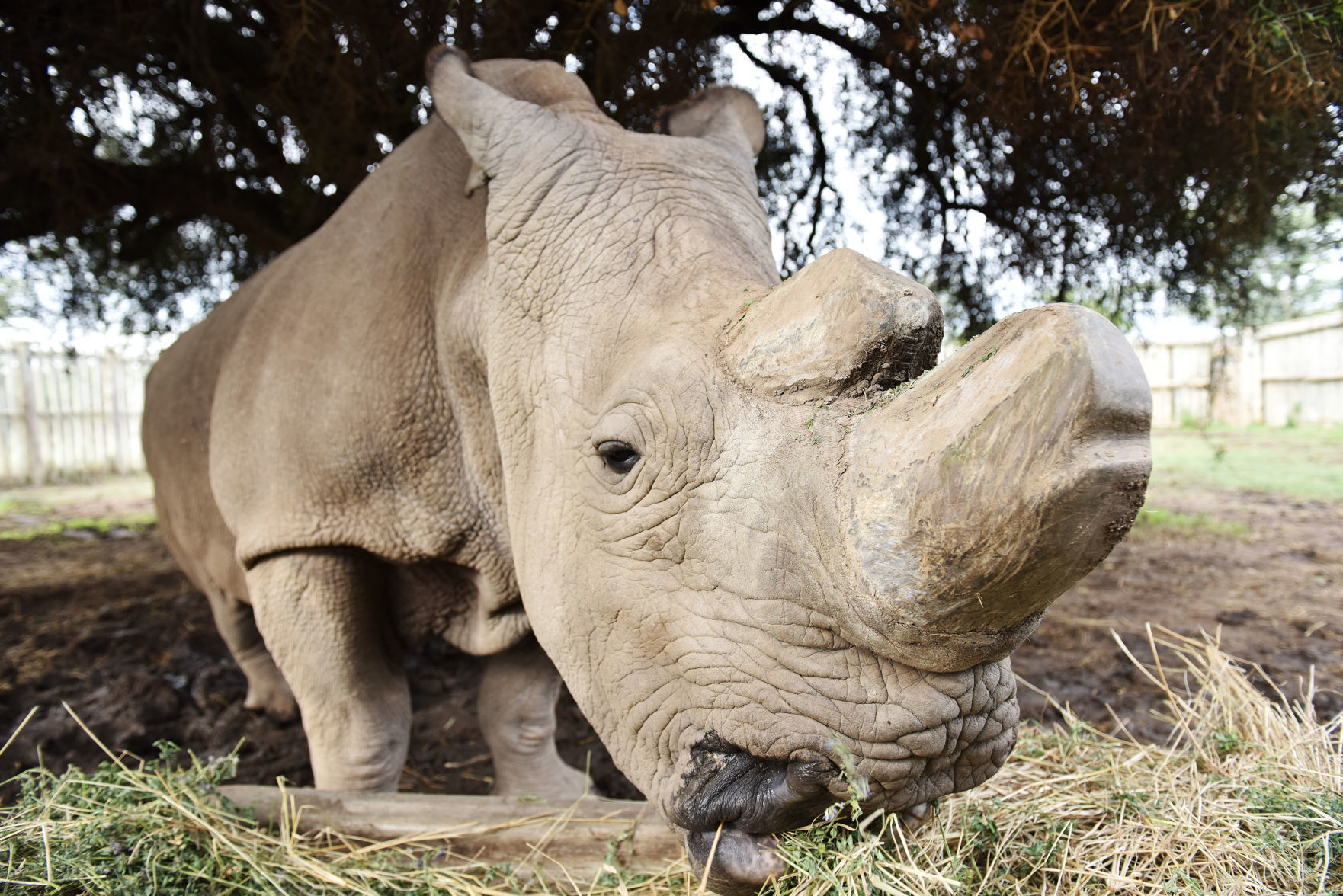 White rhino: habitat, description, lifestyle features 11 White rhino: habitat, description, lifestyle features 69